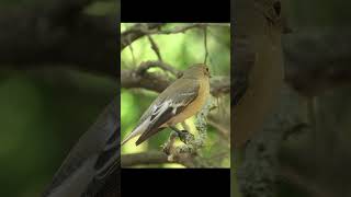 #bird #nature  малая мухоловка