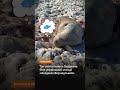 Як спить тюлень на станції «Академік Вернадський»? / hromadske