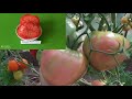 Томаты 2021 . ЛУЧШИЕ КОЛЛЕКЦИОННЫЕ СОРТА.Часть 1./Best Collectible of tomatoes