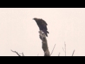 Steinadler Terzel K3 (Escape) zu Besuch bei Seeadlers, Niedersachsen am 19.3.16