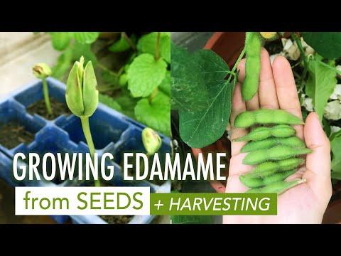 Growing and Harvesting Edamame 🌿 Growing Edamame from Seeds ☘️ Menanam Edamame dari Biji