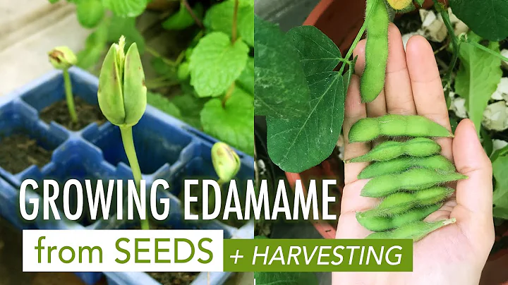 Growing and Harvesting Edamame 🌿 Growing Edamame from Seeds ☘️ Menanam Edamame dari Biji - DayDayNews