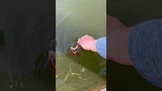 Hand-Feeding Striped B