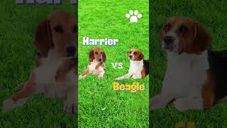Harrier Dog: The Energetic Beagle on Steroids!
