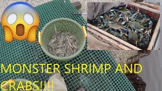 How to Catch Shrimp with Cast Net - How to Catch Monster Blue Crabs - Catching Shrimp with Cast Net