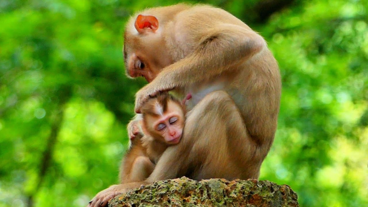 Monkey Goof Good monkey mom give warm hugging to baby monkey - YouTube