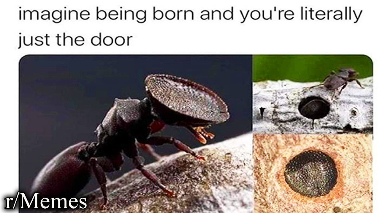 Подборка лучших мемов с Reddit