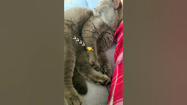 Watch the video about Sima the #wild #tiger 😸🐾 #cute #kitten #beautiful #british #cat #happy #relaxing #animals