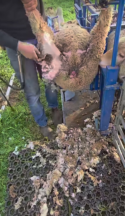 Step One How To Shaved your Sheep…