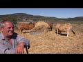 GANADEROS EN SU HABITAT | Limousinas y asturianas  en La Población |  20.11.2020