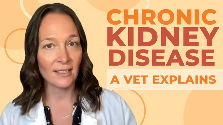 Chronic Kidney Disease in Cats: A Vet Explains - DayDayNews