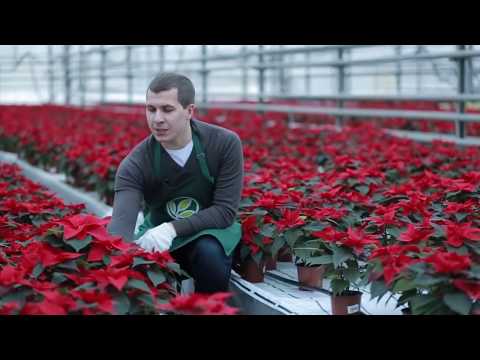 Video: Poinsettia (kopšana un reprodukcija)