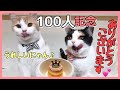 はじめての猫用ケーキ‥果たして愛猫は食べてくれるのか！？【チャンネル登録１００人ありがとうございます】