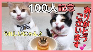 はじめての猫用ケーキ‥果たして愛猫は食べてくれるのか！？【チャンネル登録１００人ありがとうございます】