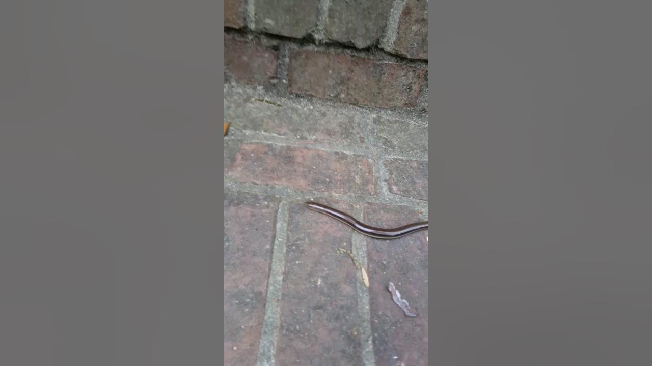 AMAZING, Glass/Lizard after dropping its tail!!! YouTube