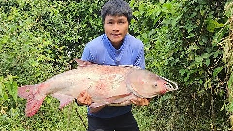 Cực Nóng - Chài Thành Công Cá Mè Gần 30kg Dưới Chân Đập Thủy điện Trị An 