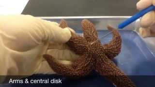 Echinoderm Dissection