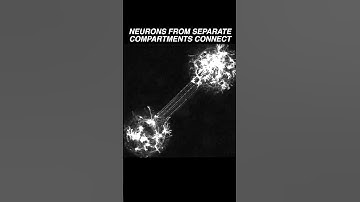 Neurons in two different compartments extend their neurites & establish a connection #neuroscience