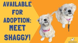 Available for Adoption: Meet Shaggy!