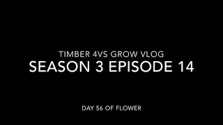 Timber 4VS Grow Vlog, Season 3 Episode 14