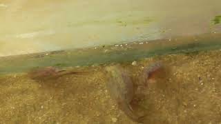 Triops aus eigener Züchtung 3 Generation Spanische 4 69