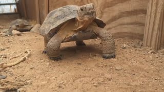 Dozens of desert tortoises need Arizona forever homes