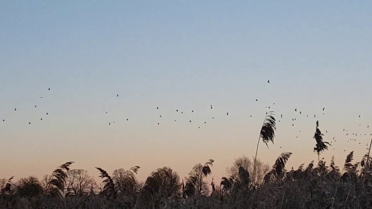 video editing software free Corn Buntings at Cholsey Marsh