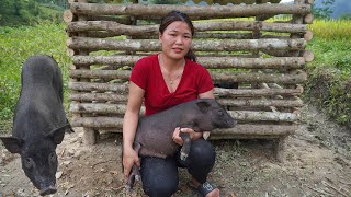 The process of building a barn completes the wooden house for 2 little pigs