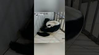 First Birth In 2023 Among Captive Pandas At China | iPanda #shorts