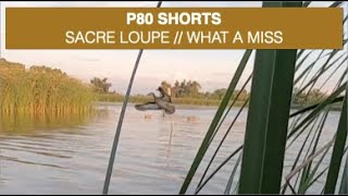 #shorts - MN Teal Opener Sacre Loupe // What a Miss Sep 2023