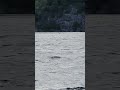 Racing birds fly low over a scenic lake. #shorts
