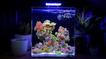 8 Months with My Nano Reef Tank [Aquarium Relaxation]