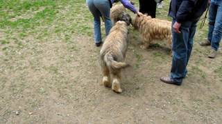 Download Lagu GOSSENWANDELING 1 5 2010  KNAP BLONDJE MP3