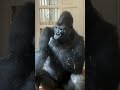 #gorilla #ゴリラ #キヨマサ #kiyomasa #会話