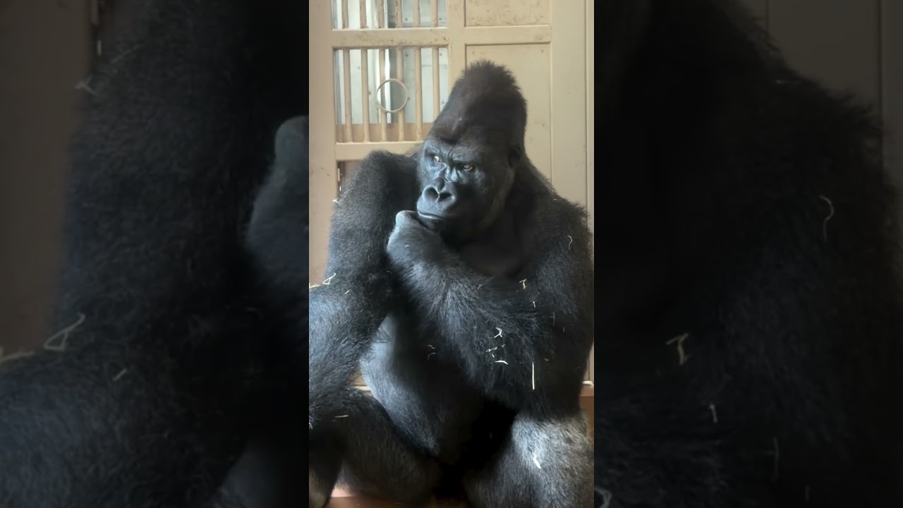 #gorilla #ゴリラ #キヨマサ #kiyomasa #会話