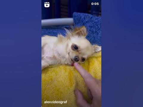 Чихуахуа - YouTube