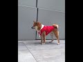 Supreme 犬服 ペット服 ブラント 防寒ベスト ドッグウェア