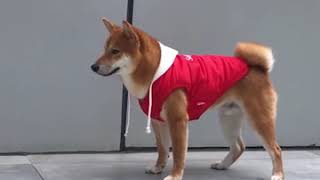 Supreme 犬服 ペット服 ブラント 防寒ベスト ドッグウェア