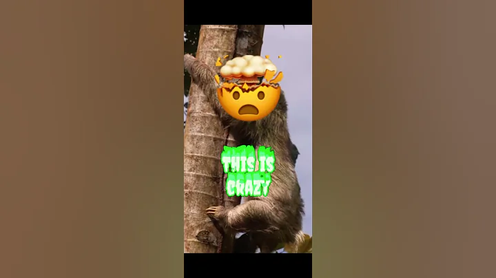 You won’t believe what sloths can do #facts #animals