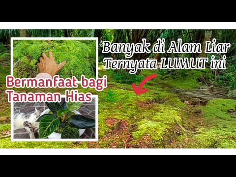 Video: Akankah lumut sphagnum mati tumbuh?