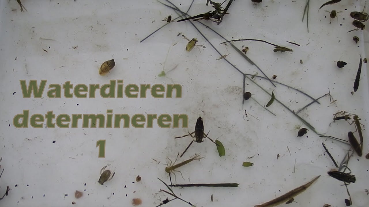 ants movie Waterdieren determineren 1 - opbrengst van een dag veldwerk