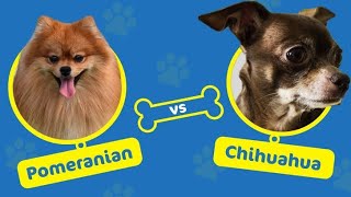 Chihuahua Vs Pomeranian by Dogs Junction 266 views 1 year ago 4 minutes, 18 seconds