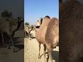 موسم التزاوج في الصحراء الرعاة يجلبون الجمل للناقة 