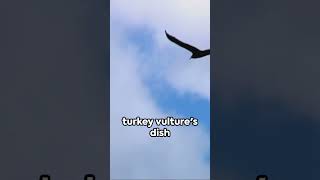 Turkey Vultures Menu What Do They Really Eat?
