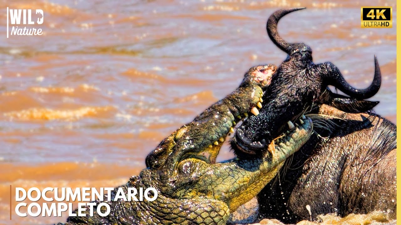 SENHORES DO NILO - A Batalha pela Sobrevivência | Documentário Animal