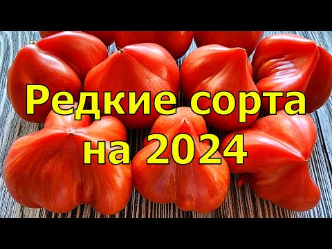 ТАКИЕ ПОМИДОРЫ ВЫ ЕЩЁ НЕ ВИДЕЛИ, НОВЫЕ СОРТА ТОМАТОВ НА 2024 ГОД
