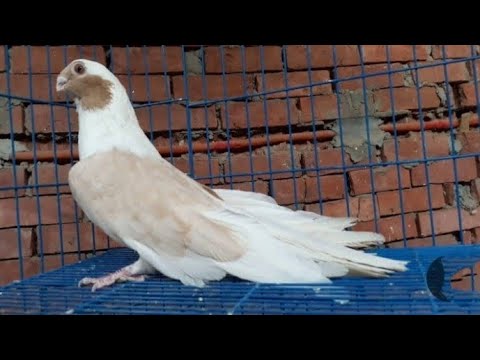 موجود مجمعه حمام ابلق سكروتا ابلق قشر بندق زينه لتواصل الاستاذ محمد 01226990132 01129741483 