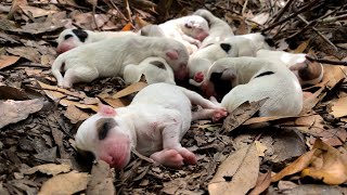 We followed the dog walking through bushes and found her newborn babies.