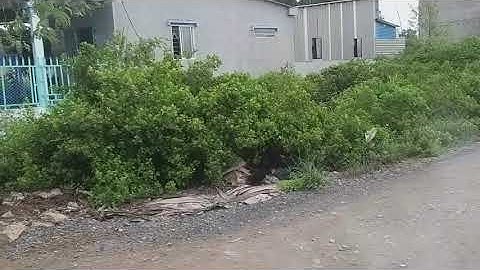 Đất thổ cư giá 850tr xã an thới đông huyện cần giờ