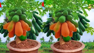 great ideas for propagation papaya trees / New Way To Graft Papaya Tree grow Papaya